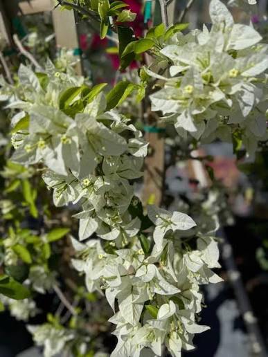 Bees Plant Hub Hanging Bougainvillea White (Paper Flower) Flowering Live Plant