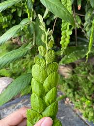 Phyllodium longipes /Seethamudi Rare Exotic Flowering Plant
