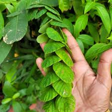 Phyllodium longipes /Seethamudi Rare Exotic Flowering Plant