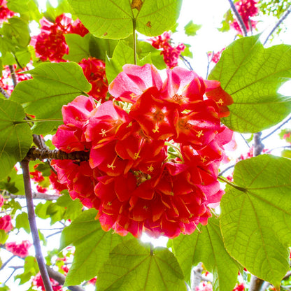 Bees Plant Hub Strawberry Snowball (Dombeya cacuminum) Rare Flowering Live Plant