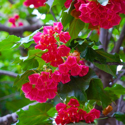 Bees Plant Hub Strawberry Snowball (Dombeya cacuminum) Rare Flowering Live Plant