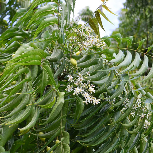 Bees Plant Hub Neem (Margosa) Live Plant