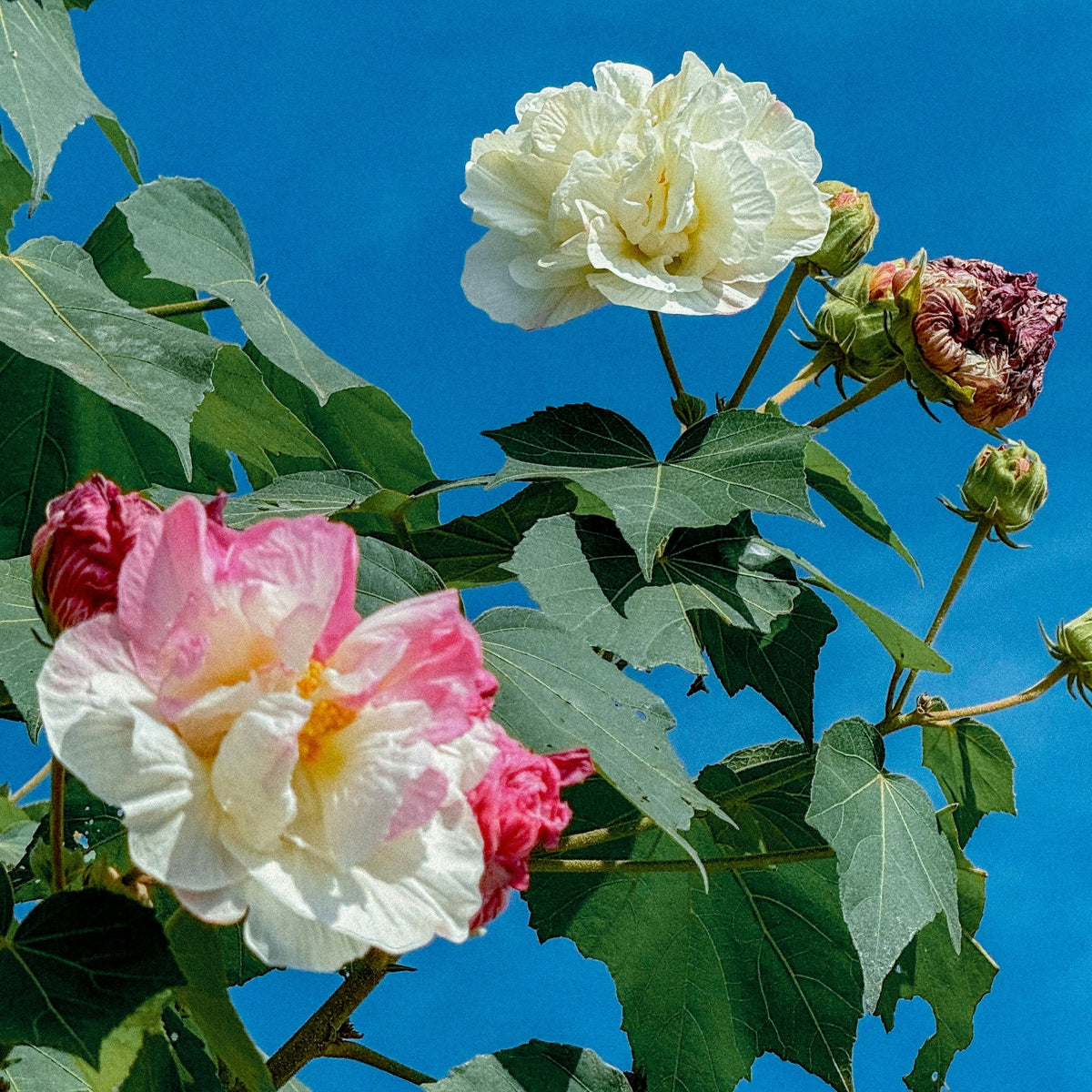 Bees Plant Hub Colour Changing Rose (Hibiscus mutabilis) Flowering Live Plant