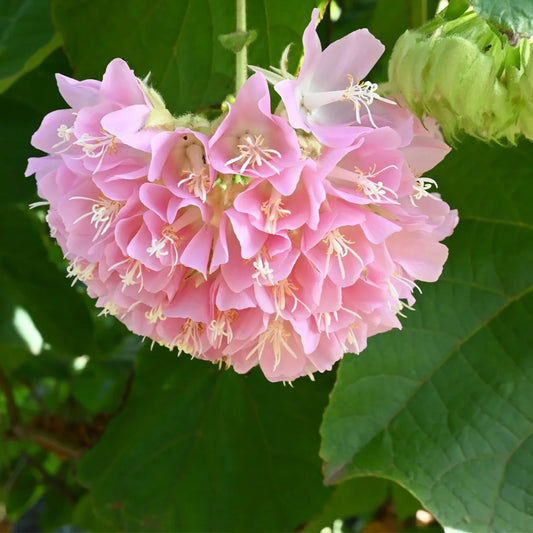 Bees Plant Hub Dombeya Dropping Pink (Dombeya wallichii) Rare Flowering Live Plant