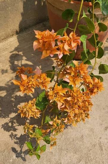 Bees Plant Hub Bougainvillea Salmon Pink Multi Petal (Paper Flower) Flowering Live Plant