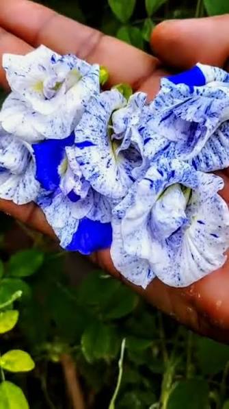 Bees Plant Hub Thailand Clitoria (Butterfly Pea) Rare Flowering Live Plant