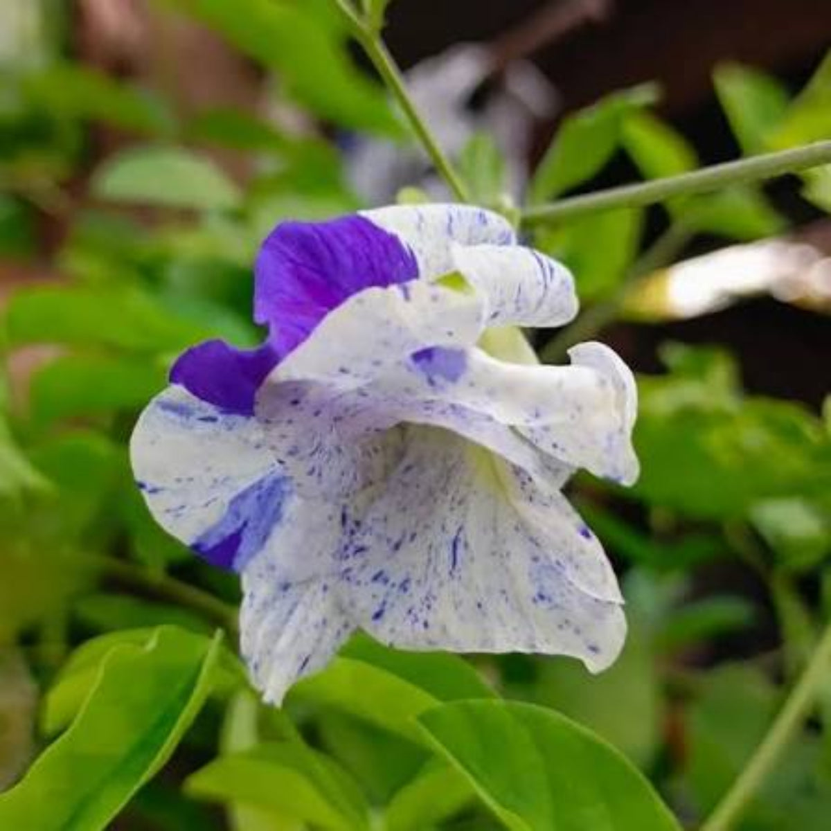 Bees Plant Hub Thailand Clitoria (Butterfly Pea) Rare Flowering Live Plant