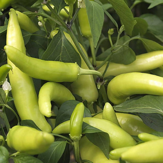 Bees Plant Hub Bajji Chilli (Capsicum frutecens) Live Plant with Pot