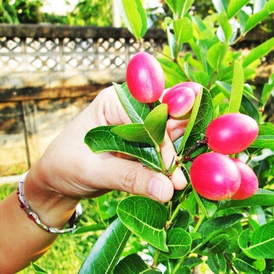 Bees Plant Hub Bakery Cherry / Karonda (Carissa Carandas) Fruit Live Plant
