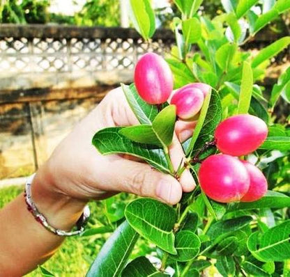 Bees Plant Hub Bakery Cherry / Karonda (Carissa Carandas) Fruit Live Plant