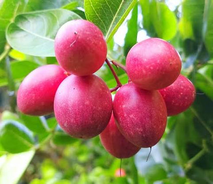 Bees Plant Hub Bakery Cherry / Karonda (Carissa Carandas) Fruit Live Plant