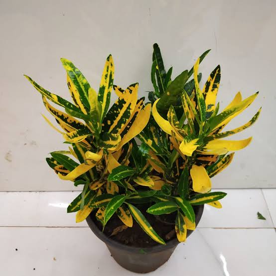 Bees Plant Hub Banana Croton (Codiaeum variegatum) Indoor / Outdoor Live Plant