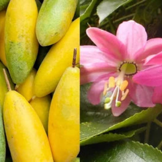 Bees Plant Hub Banana Passion Fruit (Passiflora Tripartita Mollissima) Live Plant