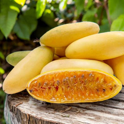 Bees Plant Hub Banana Passion Fruit (Passiflora Tripartita Mollissima) Live Plant