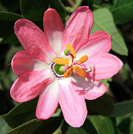 Bees Plant Hub Banana Passion Fruit (Passiflora Tripartita Mollissima) Live Plant