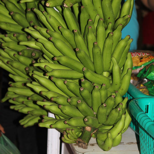 Bees Plant Hub Kaveri Banana(Pisang Lilin) Live Plant