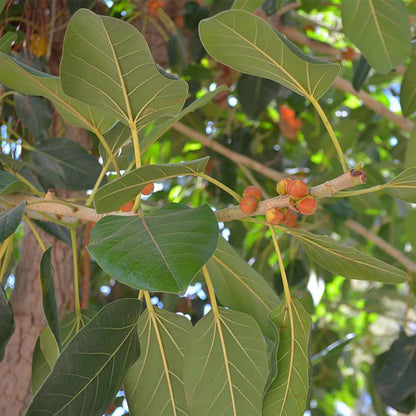 Makha Nakshatra Trees ( Banyan- Ficus bengalensis live plant