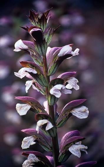 Bees Plant Hub Bear’s Breeches (Acanthus mollis) Rare Flowering Live Plant