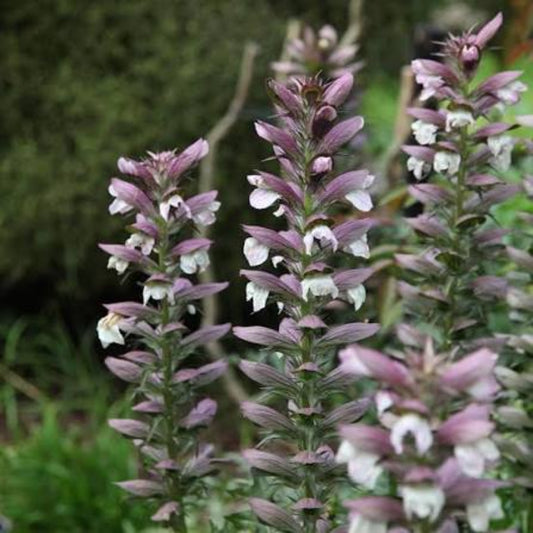 Bees Plant Hub Bear’s Breeches (Acanthus mollis) Rare Flowering Live Plant