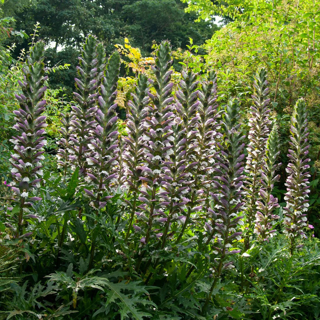 Bees Plant Hub Bear’s Breeches (Acanthus mollis) Rare Flowering Live Plant