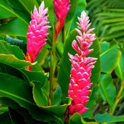 Bees Plant Hub Alpinia Ginger Pink Flowering Live Plant