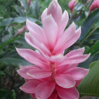 Bees Plant Hub Alpinia Ginger Pink Flowering Live Plant