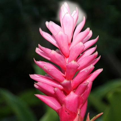 Bees Plant Hub Alpinia Ginger Pink Flowering Live Plant
