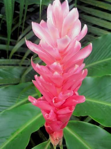 Bees Plant Hub Alpinia Ginger Pink Flowering Live Plant