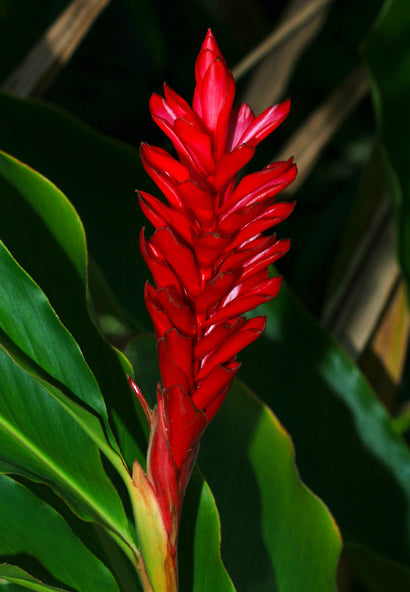 Bees Plant Hub Alpinia Ginger Red Flowering Live Plant