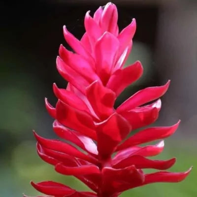 Bees Plant Hub Alpinia Ginger Red Flowering Live Plant