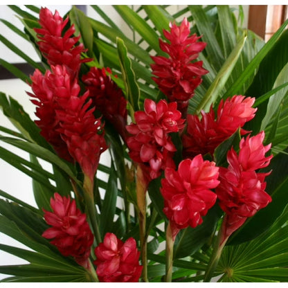 Bees Plant Hub Alpinia Ginger Red Flowering Live Plant