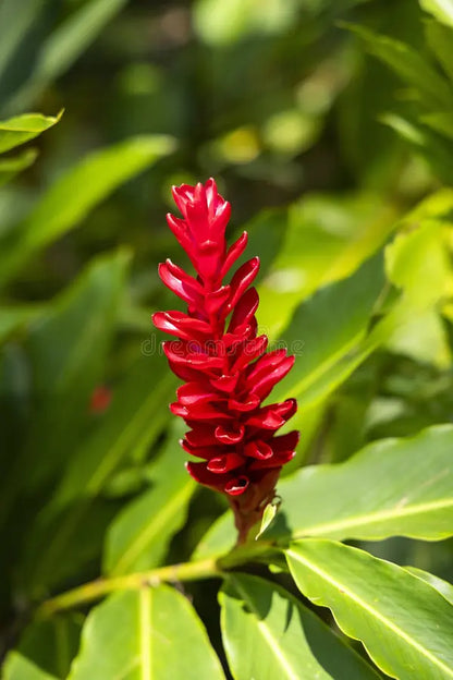 Bees Plant Hub Alpinia Ginger Red Flowering Live Plant