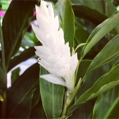 Bees Plant Hub Alpinia Ginger White Flowering Live Plant