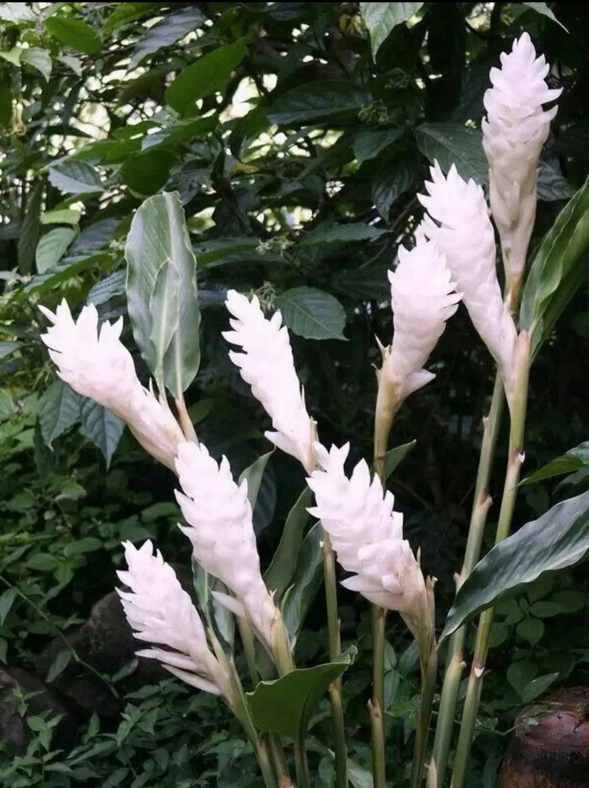 Bees Plant Hub Alpinia Ginger White Flowering Live Plant