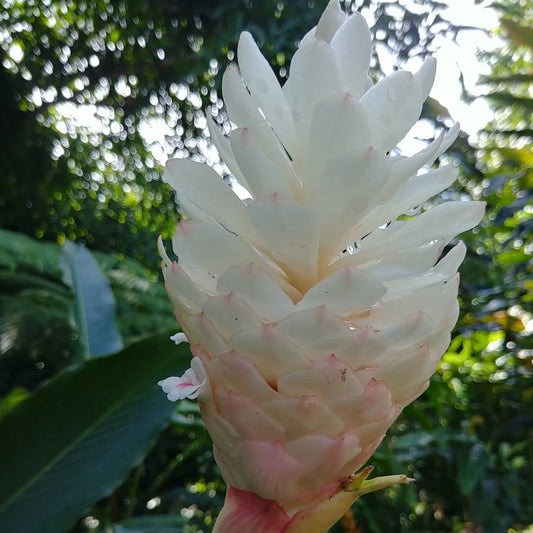 Bees Plant Hub Alpinia Ginger White Flowering Live Plant