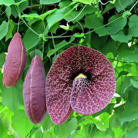 Bees Plant Hub Aristolochia Gigantea (Pelican Flower) Flowering Plant