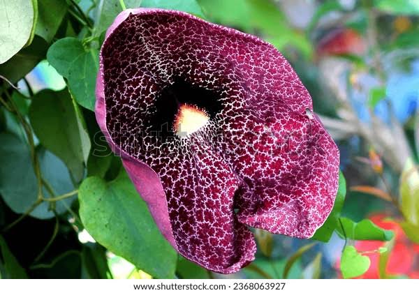 Bees Plant Hub Aristolochia Gigantea (Pelican Flower) Flowering Plant