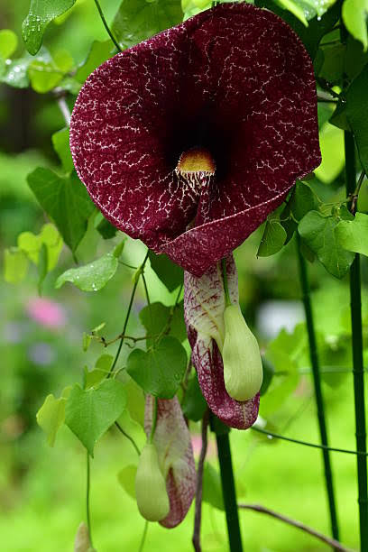 Bees Plant Hub Aristolochia Gigantea (Pelican Flower) Flowering Plant