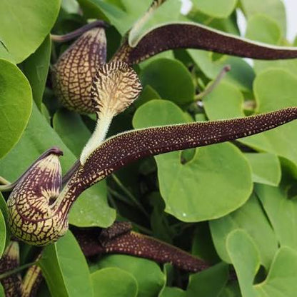 Bees Plant Hub Aristolochia Ringens Flowering Live Plant