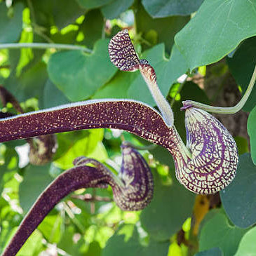 Bees Plant Hub Aristolochia Ringens Flowering Live Plant