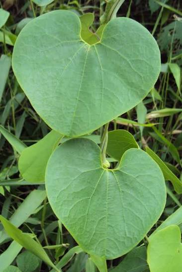 Bees Plant Hub Aristolochia Ringens Flowering Live Plant