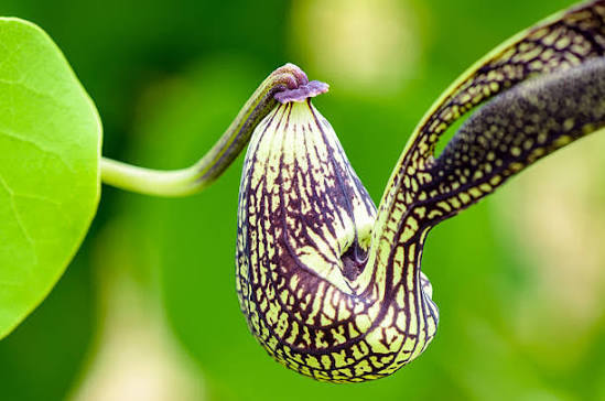 Bees Plant Hub Aristolochia Ringens Flowering Live Plant