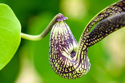 Bees Plant Hub Aristolochia Ringens Flowering Live Plant