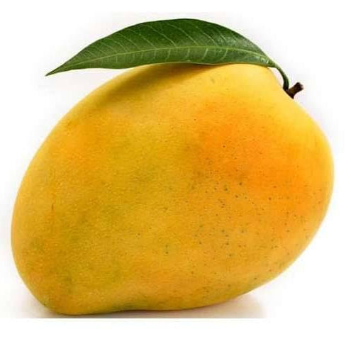 Bees Plant Hub Banganapalli Mango Grafted Live Plant