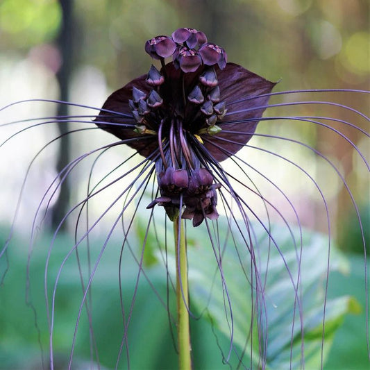Bees Plant Hub Bat Flower (Tacca chantrieri) Live Plant