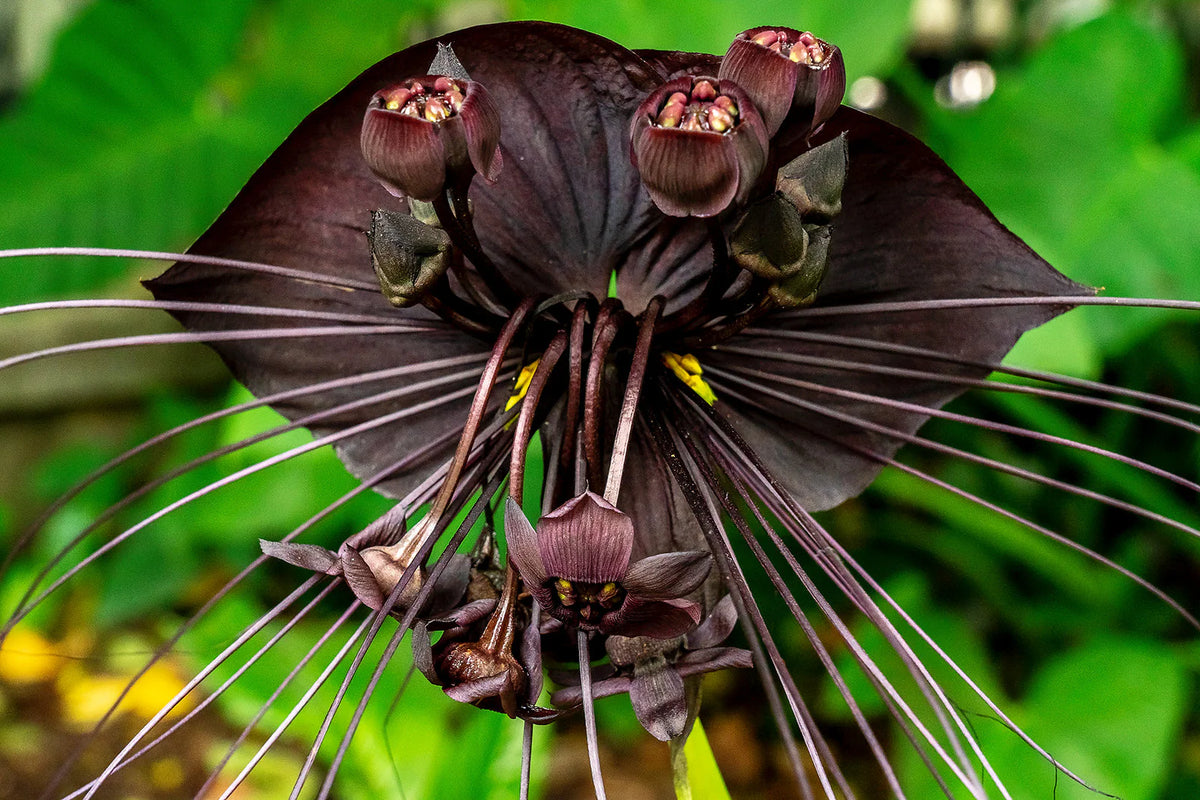 Bees Plant Hub Bat Flower (Tacca chantrieri) Live Plant