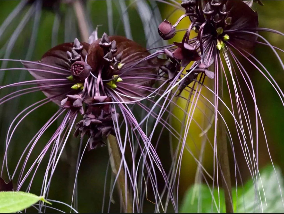 Bees Plant Hub Bat Flower (Tacca chantrieri) Live Plant