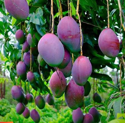 Bees Plant Hub Black Stone Mango Grafted Live Plant