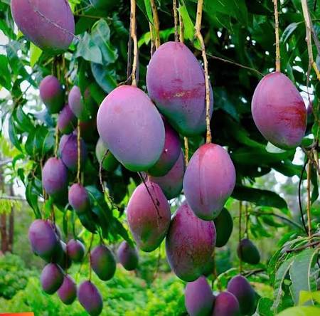 Bees Plant Hub Black Stone Mango Grafted Live Plant