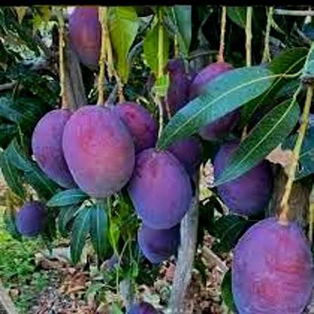 Bees Plant Hub Black Stone Mango Grafted Live Plant